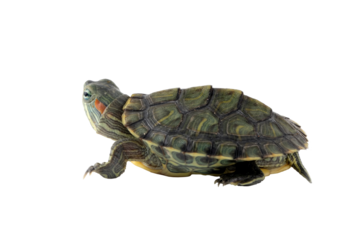 Chinese Pond Turtle (Mauremys reevesii)  is a species of turtle native to China and Korea.