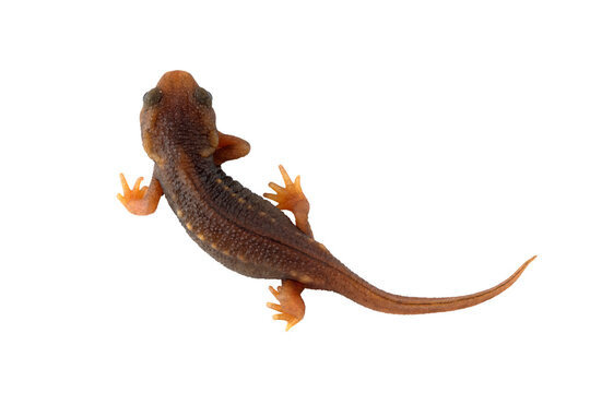 PNG image: Baby Himalayan Newt or Crocodile Newt (Tylototriton verrucosus). The species is newt found in Southeast Asia.