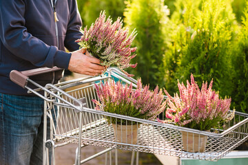man gardener shopping in garden center, buying calluna flower