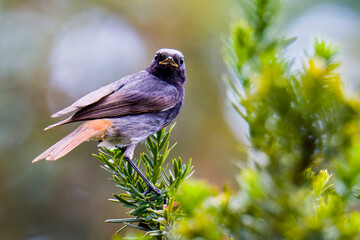 Männlicher Hausrotschwanz (Phoenicurus ochruros)