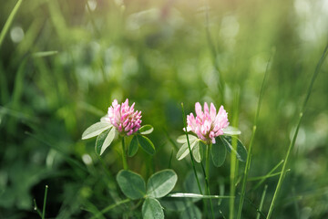 Close-up view two pink clover flowers blooming at lush green grass meadow in soft sunlight morning sunrise light. Natural wildflowers floral spring background