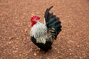 Colourful rooster posed against a gravel background.