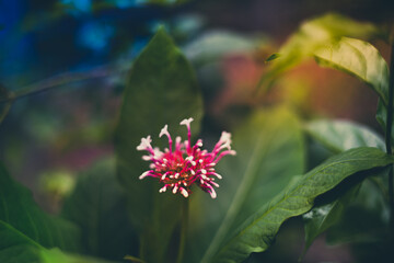 Beautiful red flowers with white spots cut with green tree, with blurred background. (Clerodendrum quadriloculare, bronze-leaved, fireworks flowers, Quezonia, shooting star or starburst bush)