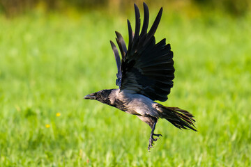 Nebelkrähe im Flug über eine Wiese