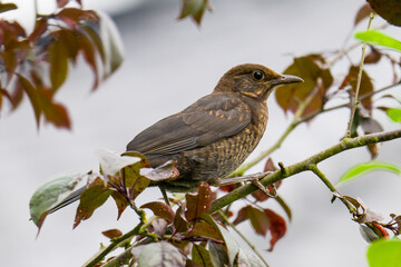 Junge Amsel ( Turdus merula )