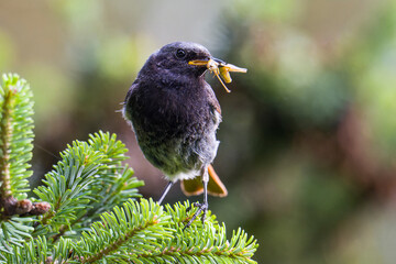 Männlicher Hausrotschwanz (Phoenicurus ochruros) mit Futter