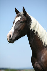 Obraz premium Amazing paint horse foal