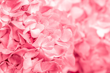 Pink flowers close up. Bouquet of red flowers. City flower beds, a beautiful and well-groomed garden with flowering bushes.