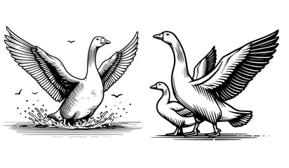 detailed goose drawings in black and white vector graphics © Luka
