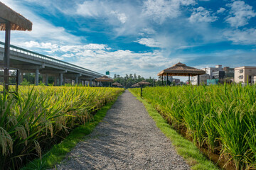 Obraz premium blue sky and green paddy on field at horizontal composition