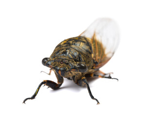 angle view black and gold cicadas on a white background