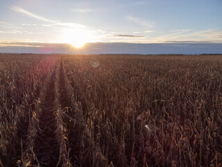 Sunset above the field of dried up corn stems, autumn time. Concept of agriculture, farming and...