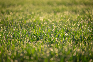 Drops of water on young fresh grass during sunrise, close up. Photo of green grass, sun rays lighten the dew, blurred drops and bokeh on the background