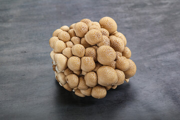 Raw asiam delicacy mushroom Shimeji
