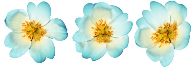 Set  flowers   on  isolated background with clipping path. Closeup..  Transparent background	