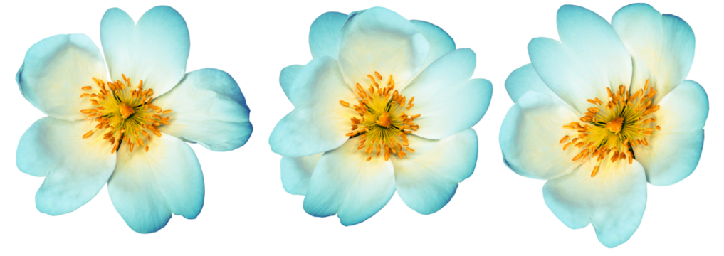 Set  flowers   on  isolated background with clipping path. Closeup..  Transparent background	