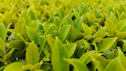 Fototapeta premium green grass background