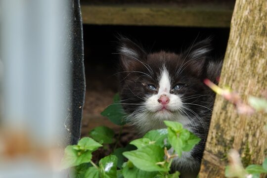 Un jeune chaton perdu dans un jardin
