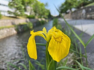水辺に咲いたキショウブ