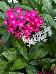 pink flowers in a garden