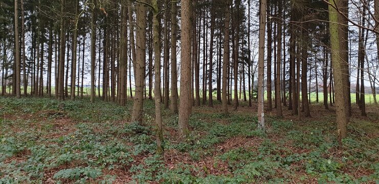 Wald zwischen Wiegersener Weg und Altem Kirchweg
