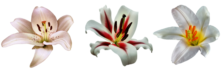 Set of white lily  flowers on a white isolated background with clipping path. Close-up. For design. Nature.  Transparent background.	