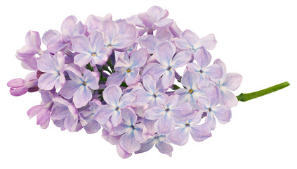 A branch of lilac flowers with drops of water isolated on a white background with a clipping path. For design. In high definition. Studio photo.  Transparent background.