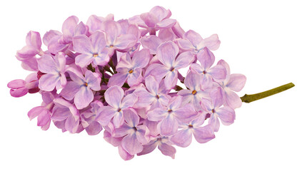 Branch of lilac flowers isolated on white background with clipping path. For design. In high resolution. Studio photo.