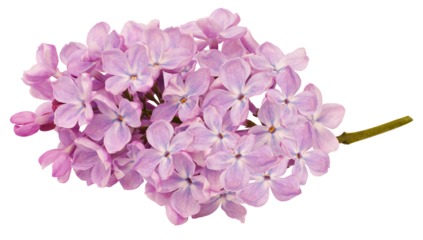 Branch of lilac flowers isolated on white background with clipping path. For design. In high resolution. Studio photo.  Transparent background.