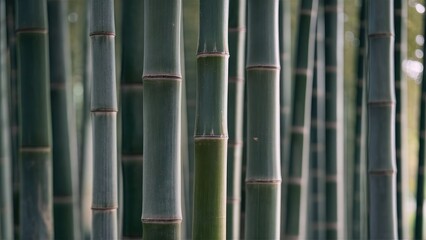 Obraz premium Zen Garden Bamboo Stalks