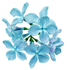 Branch of lilac flowers isolated on white background with clipping path. For design. In high resolution. Studio photo. Transparent background.