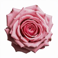 Fresh pink rose isolated on a white background 
