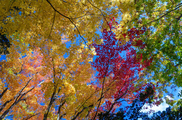 大沼湖畔の紅葉