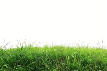 Obraz premium tranquil outdoor scene featuring a carpet of lush green grass on white
