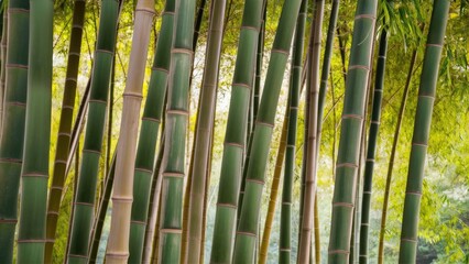 Obraz premium Exotic Tropical Bamboo Thicket