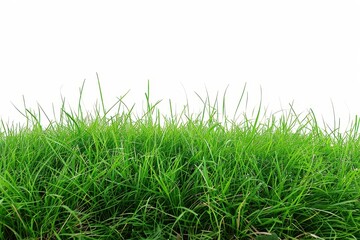 Fototapeta premium panoramic view of dense green grass against a simple white background