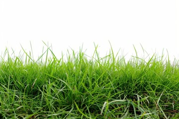 Fototapeta premium wide open space covered in verdant green grass against a plain white backdrop