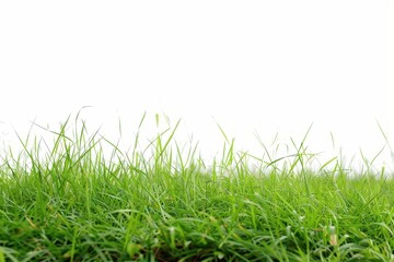 Fototapeta premium peaceful environment with fresh green grass against a minimalist white background