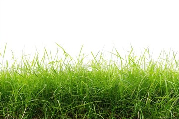 Fototapeta premium natural beauty of green grassland on a pristine white background