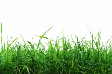 Fototapeta premium countryside panorama with healthy green grass on a plain white canvas