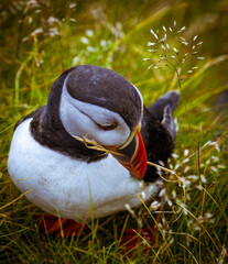 Puffin a small alcids (auks) in the bird genus Fratercula