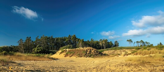 Scenic view with a sandy hilltop, trees in the background, and a blue sky, perfect for a copy space image.