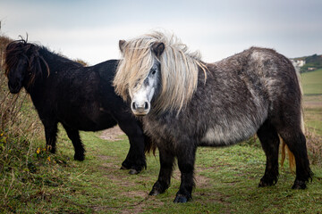 Ponies in the South Downs, on a November day