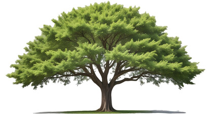 Fototapeta premium Lush green tree cut out 