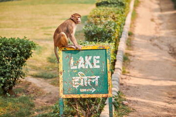 Funny little monkey sits on pointer with text LAKE in public indian park against green plants...