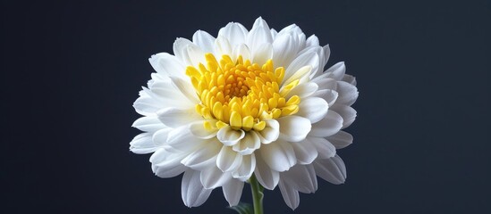 A white and yellow chrysanthemum mockup on a matching background, providing room for greeting text in the copy space image.