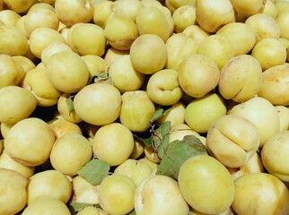 Apricot fruit apricots prunus armeniaca stone fruit armenian plums heap sweet damasco juicy ripe...