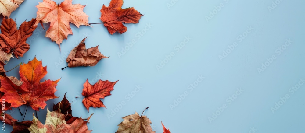 Aufkleber autumn-colored maple leaves dried and arranged on a light blue backdrop with copy space image availa