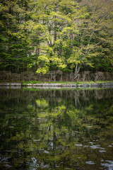 新緑の雲場池