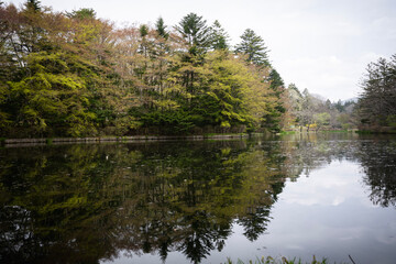 Obraz premium 春の雲場池